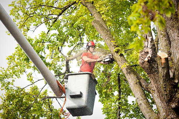 Best Commercial Tree Services  in Dover Base Housing, DE