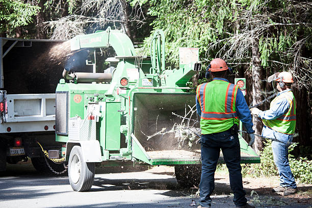 Best Tree Removal  in Dover Base Housing, DE